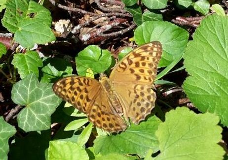 Schmetterling – Foto privat